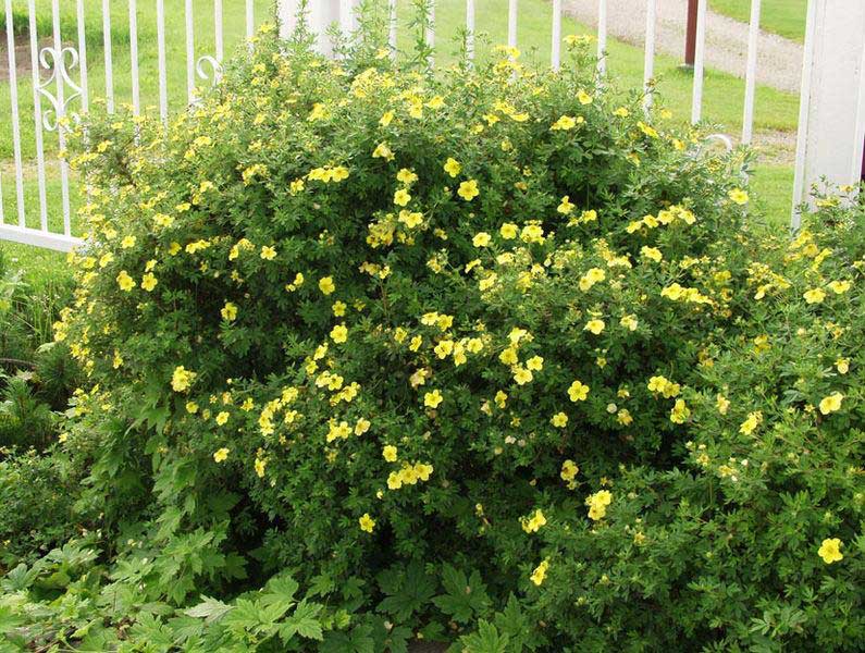 Pensashanhikki Tervola